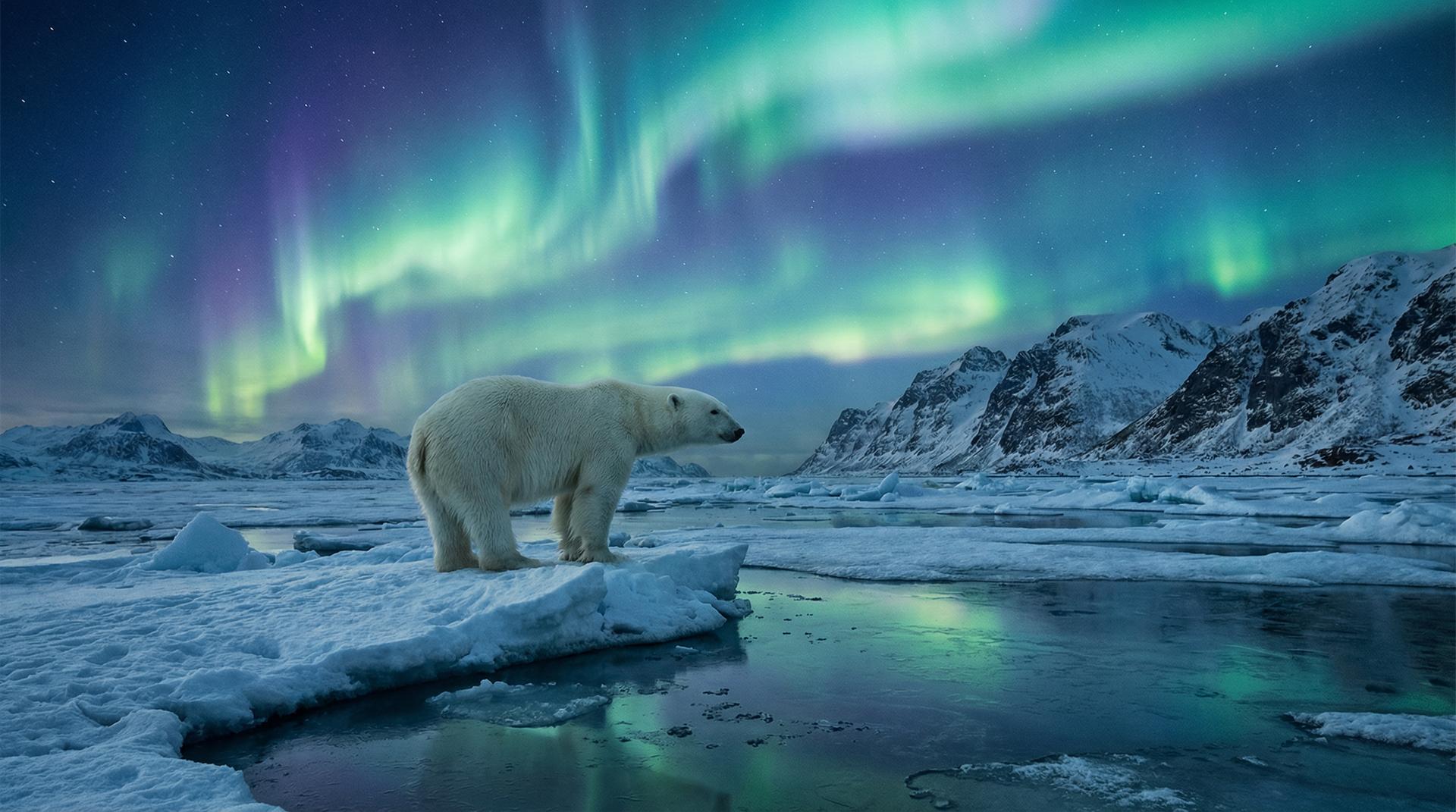 国产自拍北极熊视频